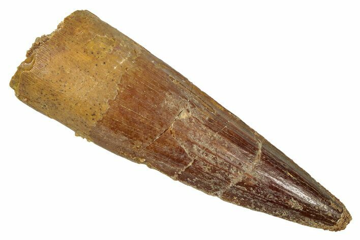 Fossil Spinosaurus Tooth - Real Dinosaur Tooth #344380